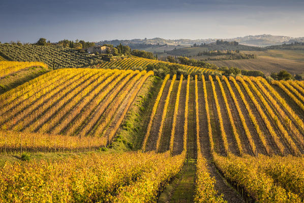Vineyards near Castellina in Chianti during autumn season. Castellina in Chianti, Florence province, Tuscany, Italy