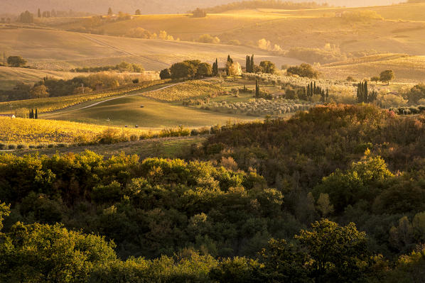 Vineyards near Castellina in Chianti during autumn season. Castellina in Chianti, Florence province, Tuscany, Italy