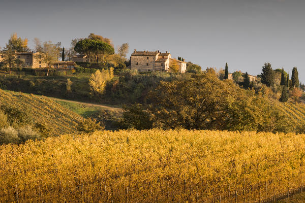 Vineyards near Castellina in Chianti during autumn season. Castellina in Chianti, Florence province, Tuscany, Italy
