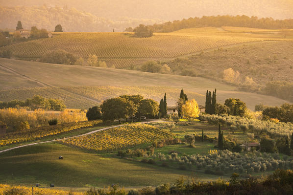 Vineyards near Castellina in Chianti during autumn season. Castellina in Chianti, Florence province, Tuscany, Italy