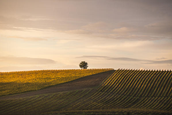 Vineyards near Castellina in Chianti during autumn season. Castellina in Chianti, Florence province, Tuscany, Italy