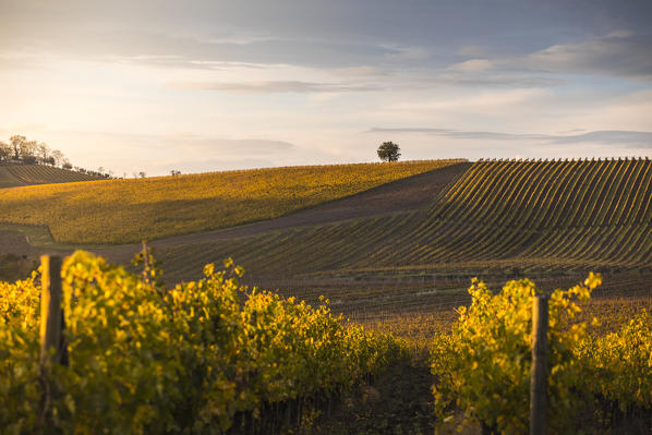 Vineyards near Castellina in Chianti during autumn season. Castellina in Chianti, Florence province, Tuscany, Italy