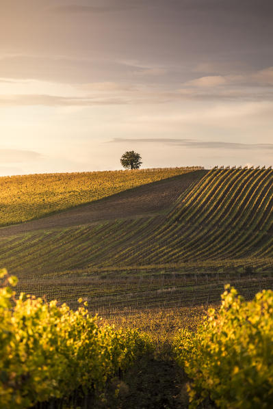 Vineyards near Castellina in Chianti during autumn season. Castellina in Chianti, Florence province, Tuscany, Italy