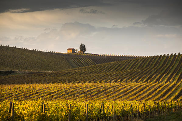 Vineyards near Castellina in Chianti during autumn season. Castellina in Chianti, Florence province, Tuscany, Italy