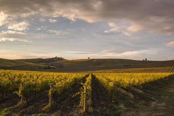 Vineyards near Castellina in Chianti during autumn season. Castellina in Chianti, Florence province, Tuscany, Italy