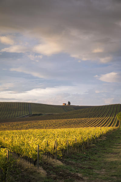 Vineyards near Castellina in Chianti during autumn season. Castellina in Chianti, Florence province, Tuscany, Italy