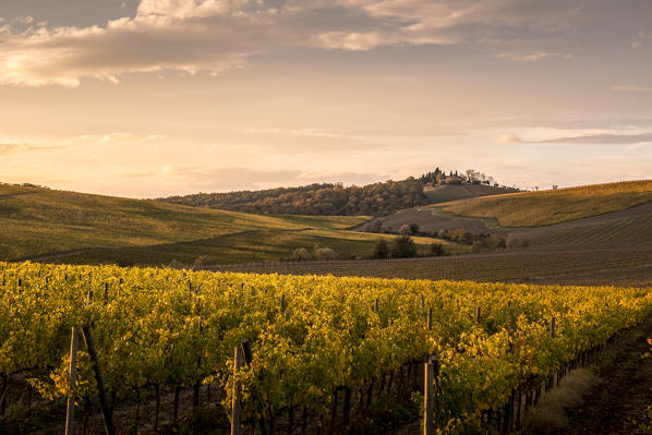Vineyards near Castellina in Chianti during autumn season. Castellina in Chianti, Florence province, Tuscany, Italy