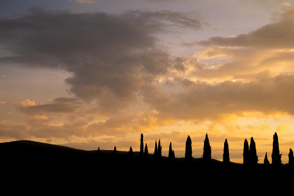 Vineyards near Castellina in Chianti during autumn season. Castellina in Chianti, Florence province, Tuscany, Italy