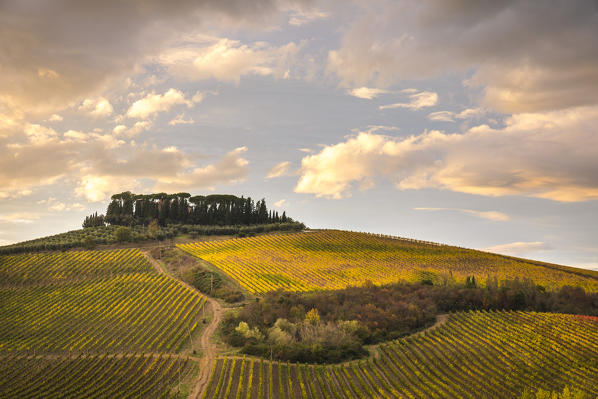 Vineyards near Castellina in Chianti during autumn season. Castellina in Chianti, Florence province, Tuscany, Italy