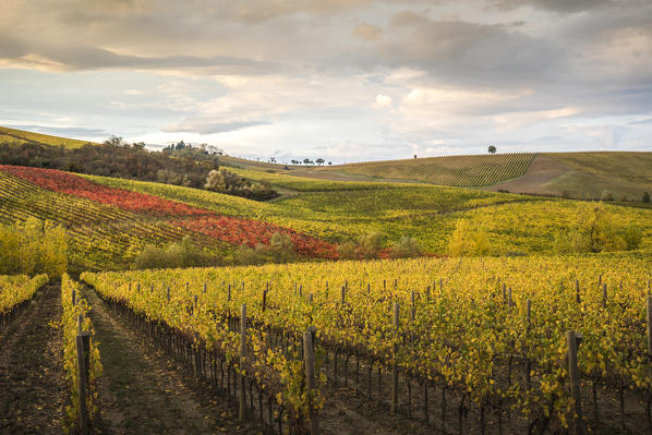 Vineyards near Castellina in Chianti during autumn season. Castellina in Chianti, Florence province, Tuscany, Italy