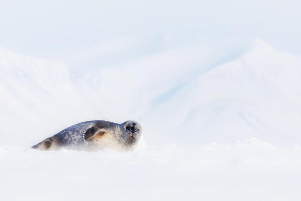 Ringed seal (Pusa hispida) in Billefjorden, Spitsbergen, Svalbard

