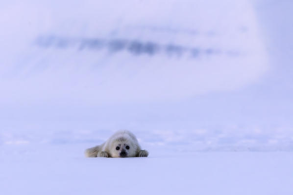 Baby ringed seal(pusa hispida), resting on the ice in Van Mijienfjorden, Spitsbergen, Svalbard

