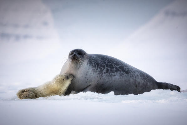 Baby ringed seal with mother (pusa hispida) resting on the sea ice in Van Mijienfjorden, Spitsbergen, Svalbard





