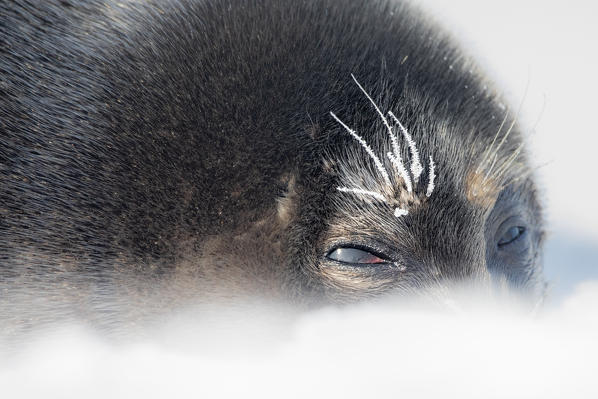 Details of a Ringed seal (Pusa hispida) in Billefjorden, Spitsbergen, Svalbard
