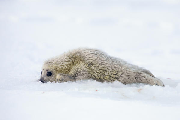 Baby ringed seal(pusa hispida), resting on the ice in Van Mijienfjorden, Spitsbergen, Svalbard