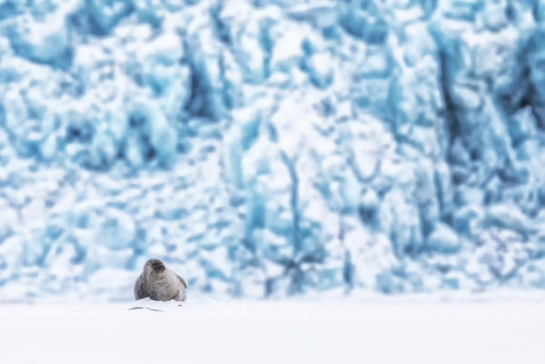 Ringed seal (Pusa hispida) in Billefjorden, Spitsbergen, Svalbard, in front of Nordenskjöld Glacier front.

