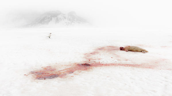 A dead baby ringed seal (pusa hispida) killed by a polar bear in Billefjorden, Spitsbergen, Svalbard. An ivory gull (Pagophila eburnea) feeds on the carcass.