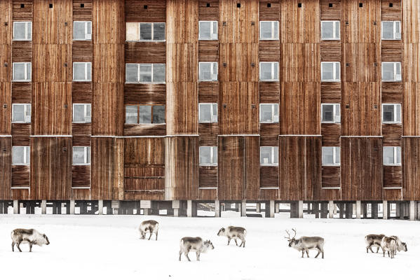 A herd of Svalbard reindeer (Rangifer tarandus platyrhynchus) in front of a Soviet style building in Pyramiden, Spitsbergen.