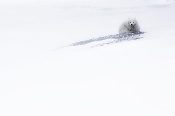 Arctic fox (Alopex lagopus), in the abandoned Russian settlement of Pyramiden, Billefjorden, Svalbard

