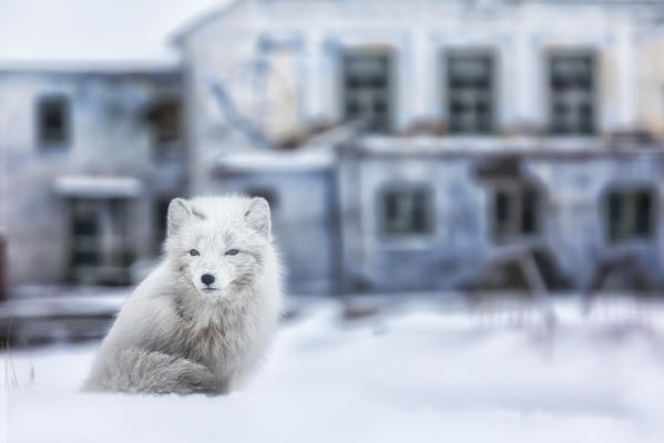 Arctic fox (Alopex lagopus), in the abandoned Russian settlement of Pyramiden, Billefjorden, Svalbard
