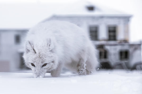 Arctic fox (Alopex lagopus), in the abandoned Russian settlement of Pyramiden, Billefjorden, Svalbard
