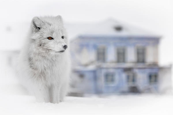 Arctic fox (Alopex lagopus), in the abandoned Russian settlement of Pyramiden, Billefjorden, Svalbard

