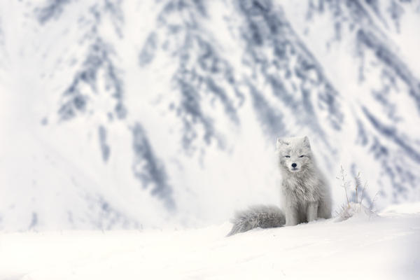 Arctic fox (Alopex lagopus), in the abandoned Russian settlement of Pyramiden, Billefjorden, Svalbard

