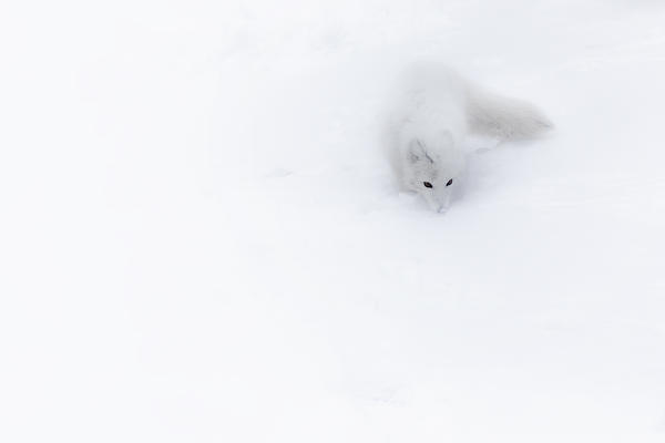 Arctic fox (Alopex lagopus), in the abandoned Russian settlement of Pyramiden, Billefjorden, Svalbard
