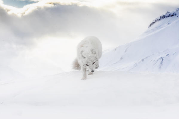 Arctic fox (Alopex lagopus), in the abandoned Russian settlement of Pyramiden, Billefjorden, Svalbard
