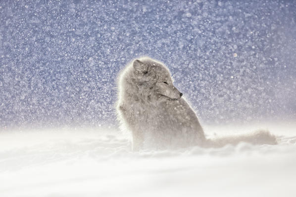 Arctic fox (Alopex lagopus) in heavy snowfall, in the abandoned Russian settlement of Pyramiden, Billefjorden, Svalbard
