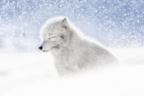 Arctic fox (Alopex lagopus) in heavy snowfall, in the abandoned Russian settlement of Pyramiden, Billefjorden, Svalbard
