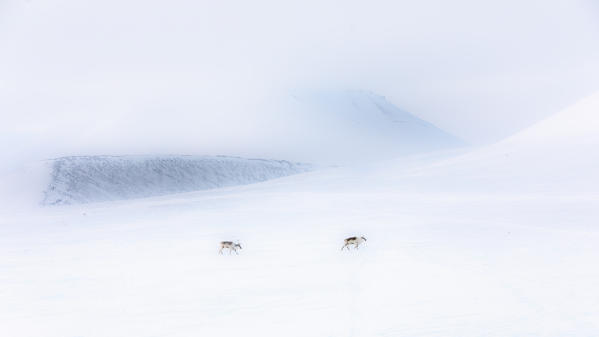 Svalbard reindeer crossing the tundra in late winter near Van Mijienfjord, Spitsbergen.
