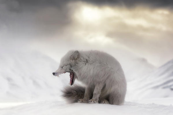 Arctic fox (Alopex lagopus) yawning, in the abandoned Russian settlement of Pyramiden, Billefjorden, Svalbard
