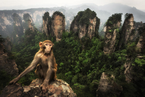 rhesus macaque (Macaca mulatta) over the cliffs of Yellow Stone Village,zhangjiajie national forest park, Hunan, China