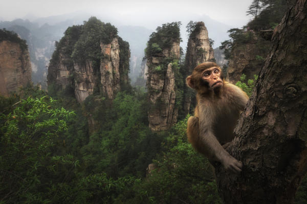 rhesus macaque (Macaca mulatta) over the cliffs of Yellow Stone Village,zhangjiajie national forest park, Hunan, China
