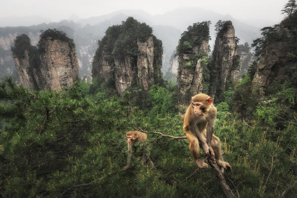 rhesus macaque (Macaca mulatta) family over the cliffs of Yellow Stone Village,zhangjiajie national forest park, Hunan, China