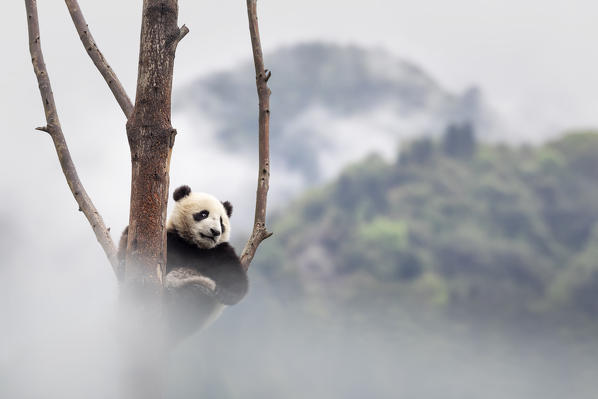 giant panda cub (Ailuropoda melanoleuca) climbing a tree in a panda base, Chengdu region, Sichuan, China