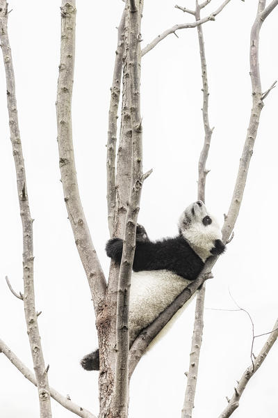 giant panda cub (Ailuropoda melanoleuca) climbing a tree in a panda base, Chengdu region, Sichuan, China