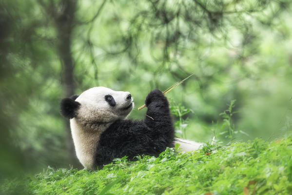 giant panda (Ailuropoda melanoleuca) in a panda base, Chengdu region, Sichuan, China