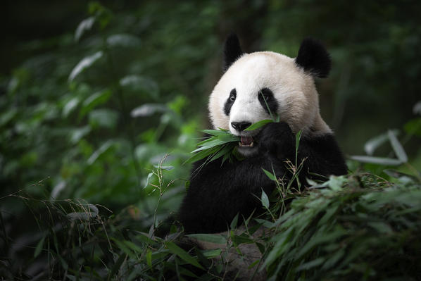 giant panda (Ailuropoda melanoleuca) in a panda base, Chengdu region, Sichuan, China