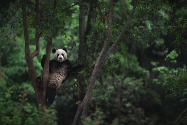 giant panda (Ailuropoda melanoleuca) climbing a tree in a panda base, Chengdu region, Sichuan, China