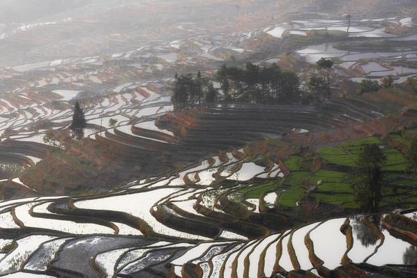 duoyishu rice terrace at sunrise, yuanyang rice terraces, Honghe Yunnan, Southern China, China