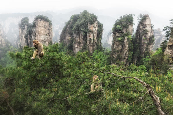 rhesus macaque (Macaca mulatta) over the cliffs of Yellow Stone Village,zhangjiajie national forest park, Hunan, China