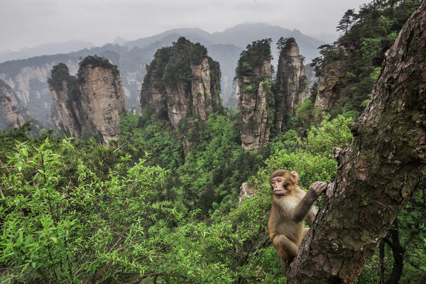 rhesus macaque cub (Macaca mulatta) over the cliffs of Yellow Stone Village,zhangjiajie national forest park, Hunan, China