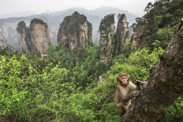 rhesus macaque cub (Macaca mulatta) over the cliffs of Yellow Stone Village,zhangjiajie national forest park, Hunan, China