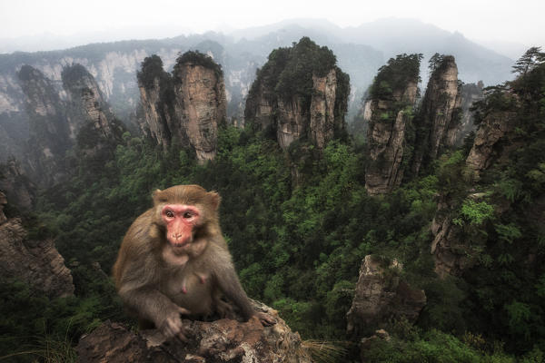 rhesus macaque (Macaca mulatta) over the cliffs of Yellow Stone Village,zhangjiajie national forest park, Hunan, China