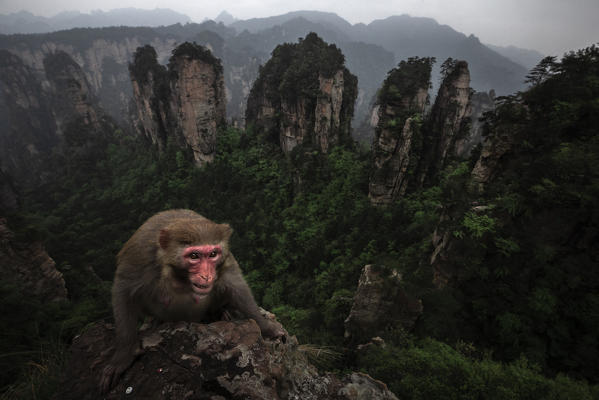 rhesus macaque (Macaca mulatta) over the cliffs of Yellow Stone Village,zhangjiajie national forest park, Hunan, China