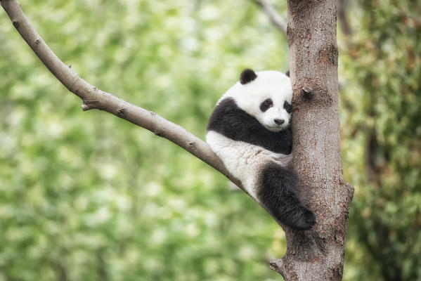 giant panda cub (Ailuropoda melanoleuca) in a panda base, Chengdu region, Sichuan, China
