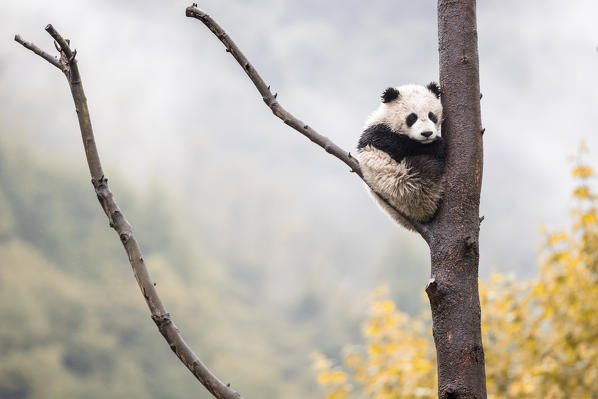 giant panda cub (Ailuropoda melanoleuca) in a panda base, Chengdu region, Sichuan, China