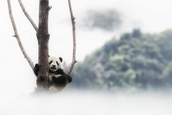 giant panda cub (Ailuropoda melanoleuca) in a panda base, Chengdu region, Sichuan, China